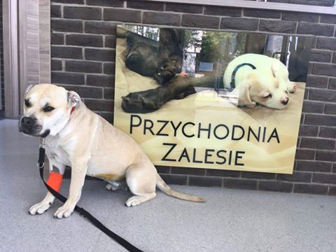 Milusia już po sterylce